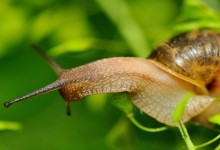 蜗牛缩在壳里不出来怎么办？