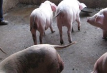 非洲猪瘟治疗的土方法？