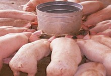 土方法测母猪有没有怀孕？
