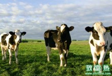 如何防治有机奶牛不孕症