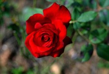 红玫瑰花语与不同朵数代表的意思