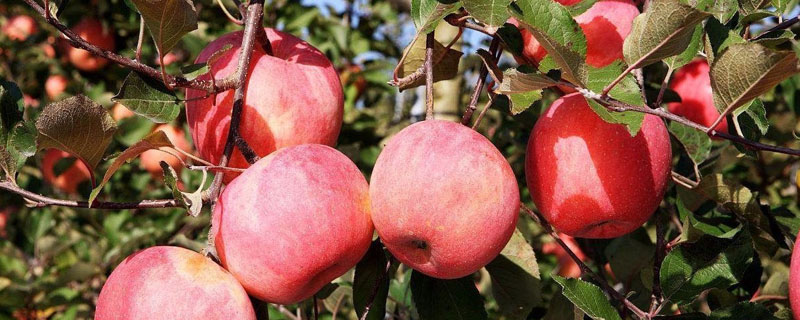 苹果树好种活吗