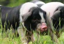 非洲猪瘟有土方法治吗？