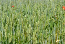 小麦吸浆虫防治方法有哪些？最佳防治时间是什