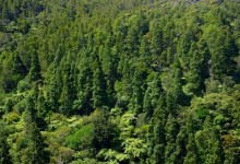国家全面停止天然林商业性采伐！保护重点区域