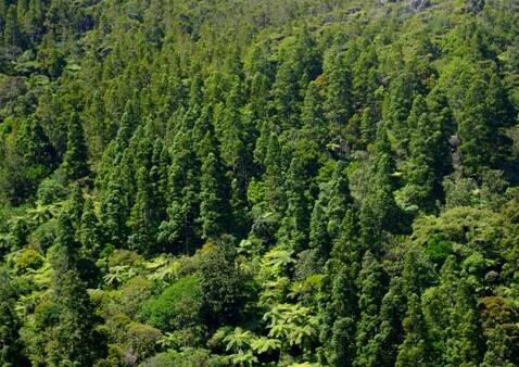 国家全面停止天然林商业性采伐！保护重点区域禁止生产经营活动！