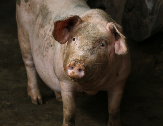 猪肉价历史超高是怎么回事？猪肉价格涨到多高？