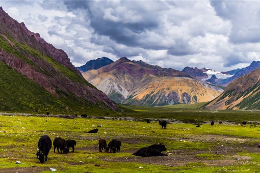 西藏一村一品高原特色牦牛