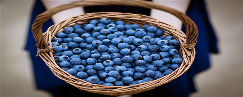 北方蓝莓种植方法