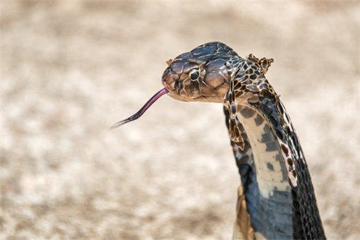 眼睛蛇的舌头