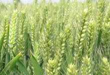 打谷除草采桑割麦哪个不是同一类？