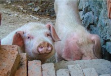 今日全国生猪多少钱一斤？价格什么时候回落？