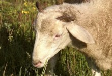 圈养羊可长期喂青储吗？