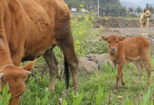 新生牛犊不吃奶都是什么原因呢？