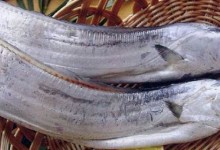 舟山带鱼是人工养殖吗？