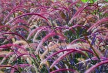狼尾草会变紫还是有几种色彩？