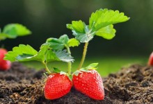 种植草莓需要多少资金,一亩大棚草莓利润多少