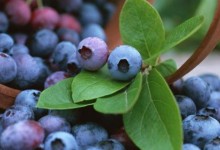 大棚蓝莓种植挣钱吗,附大棚蓝莓种植技术和管理