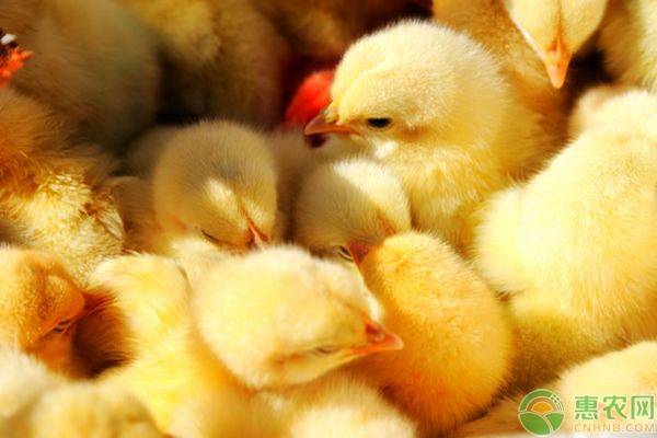 常见导致雏鸡死亡率高的六大原因