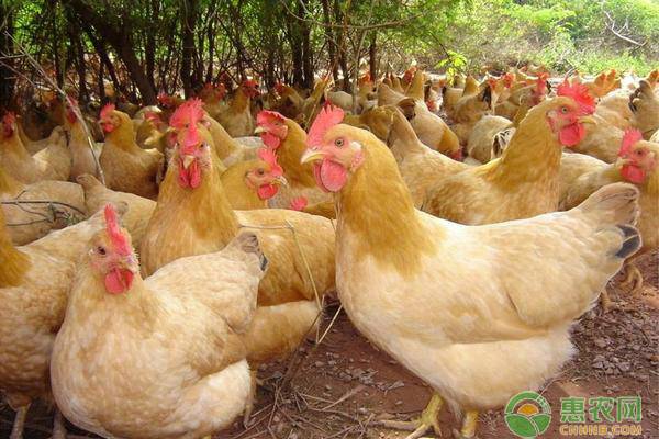 疫情后生态鸡需求量加大,养殖生态鸡有这几