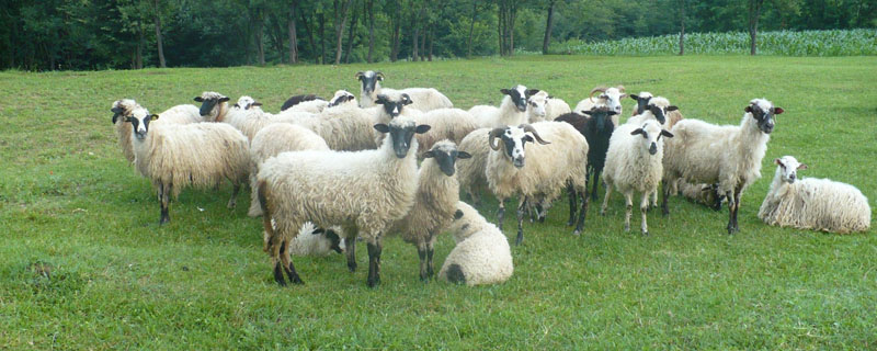 羊一天吃多少精饲料？