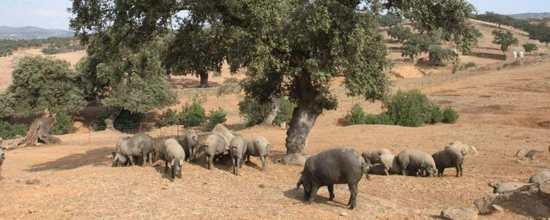 伊比利亚黑蹄猪产量小的原因？