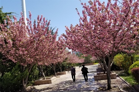 武汉适合养什么花市花和市树是什么