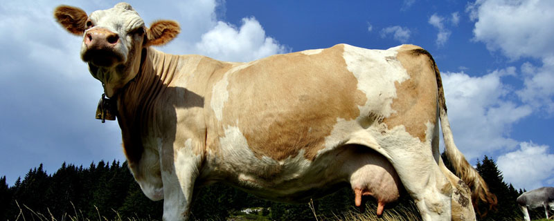 牛一天吃多少精饲料？