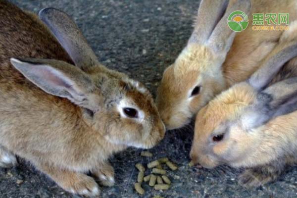 现在入行养兔能赚钱吗？养兔子的成本和利润是怎样？