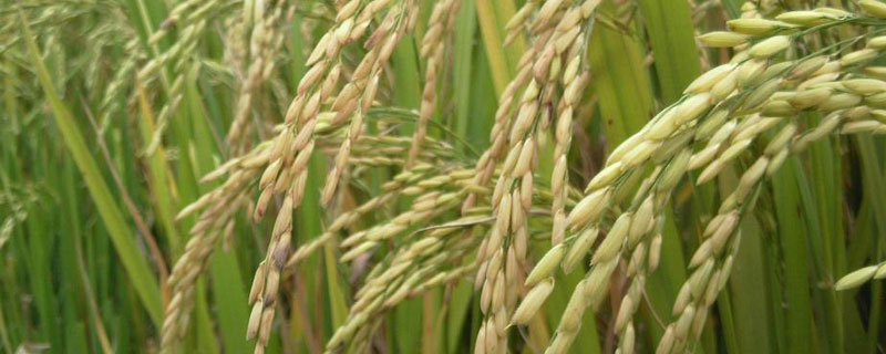 公稻子影响产量吗？