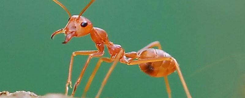 红火蚁用什么农药杀死？