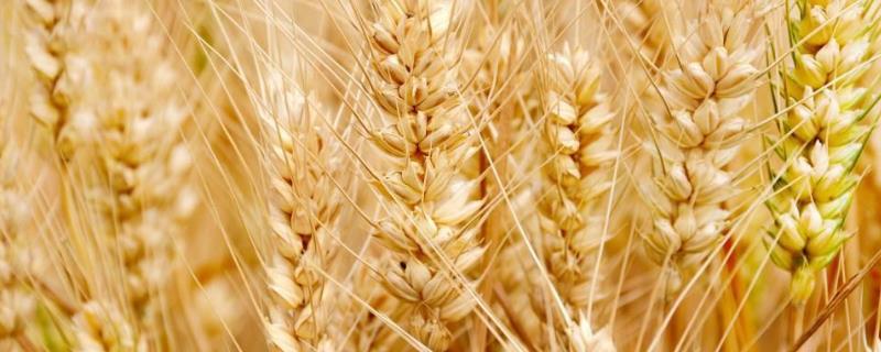 东北小麦什么时候收割，小麦收割完后种啥？