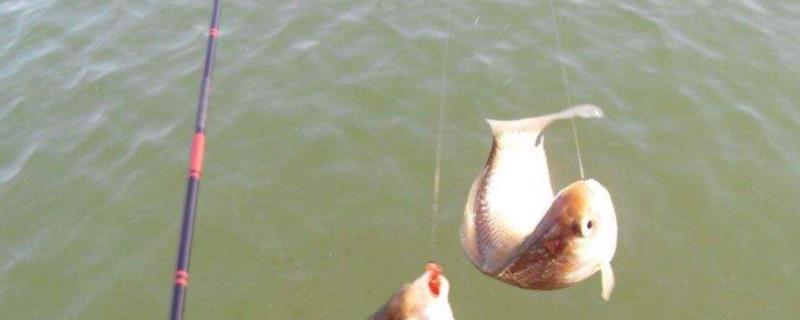 鱼饵老三样是哪三样，黑水虻幼虫钓饵钓鱼行不