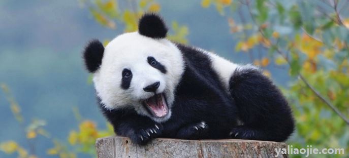 大熊猫的耳朵是什么颜色？