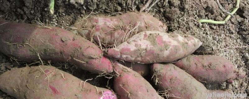 一亩紫薯的利润有多少，适合<a href='https://www.yaliaojie.com/wt/zz/' target='_blank'><u>种植</u></a>在什么土壤中