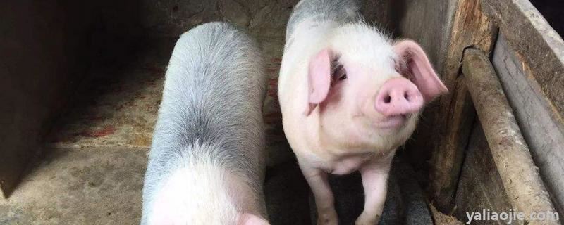 猪长期添加金霉素副作用，猪用金霉素有什么作用
