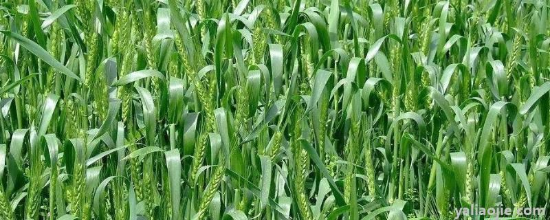 天宁38小麦种产品介绍，适合哪些地方种植