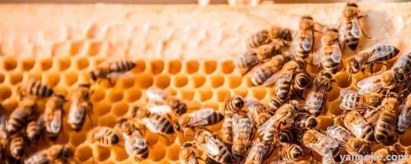 怎样养蜜蜂 新手养蜂，蜜蜂打架的原因及解决方法