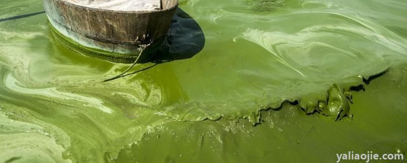 蓝藻在渔业和水质监测中的作用，能进行光合作