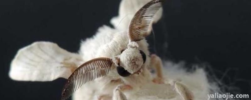 雄蚕蛾活性物质，蚕蛾是益虫还是害虫