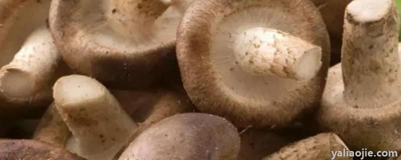 哪里有学种香菇技术的，种香菇需要的条件有哪些?