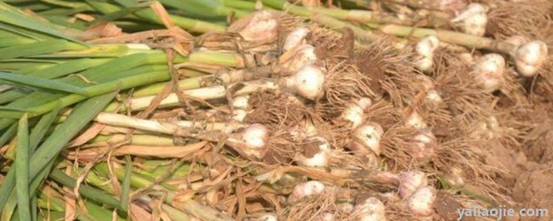 大蒜的田间管理及施肥方法，大蒜如何保存不发芽