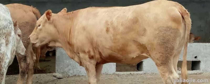 鲁西黄牛一年能长多少斤，鲁西黄牛的优缺点