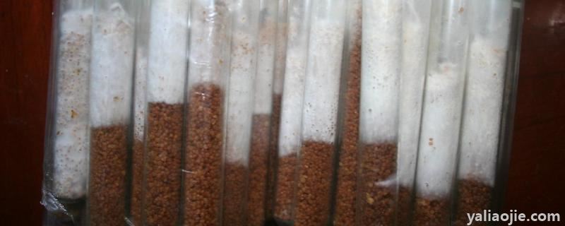平菇菌种的制作方法，如何培育