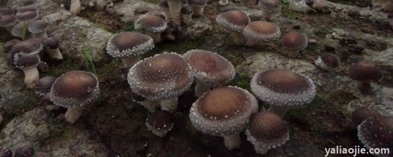 香菇母种制作技术，香菇种植利润怎么样