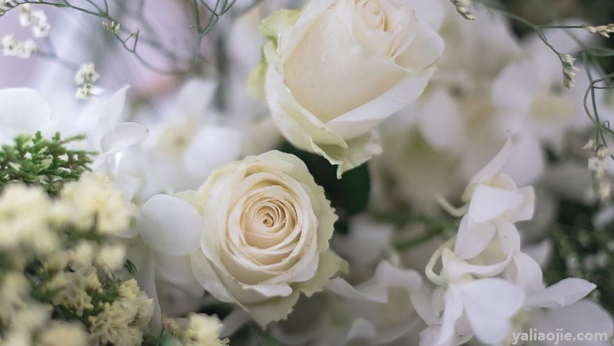 白玫瑰花语是什么？