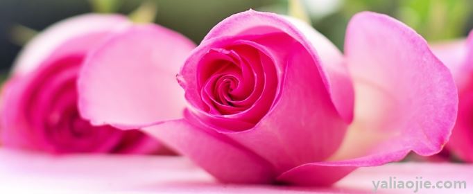 粉玫瑰花语是什么意思？