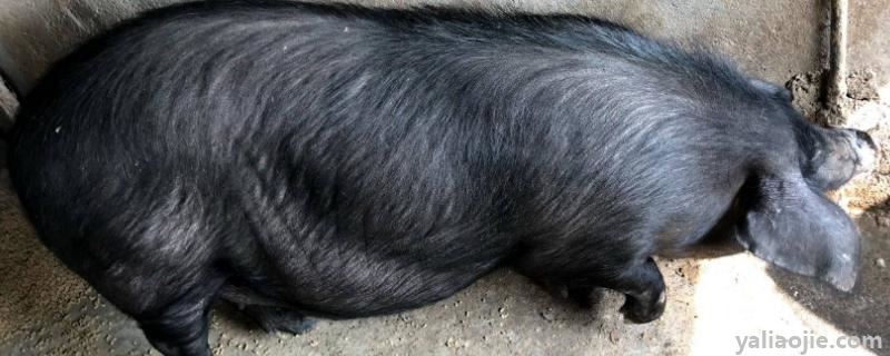 黑猪有几个品种