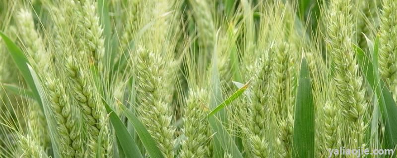 小麦授粉期能不能打农药，小麦授粉期是多长时间