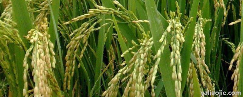氯氟吡啶酯对水稻安全吗，氯氟吡啶酯使用注意